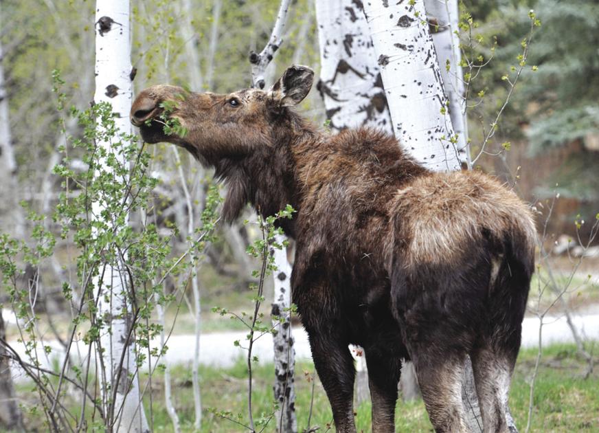 Idaho moose population is in decline Environment