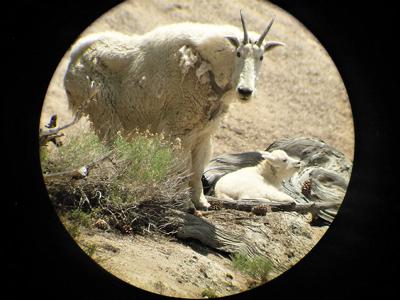 Identifying Vulnerable Mountain Goat Populations (U.S. National Park  Service)