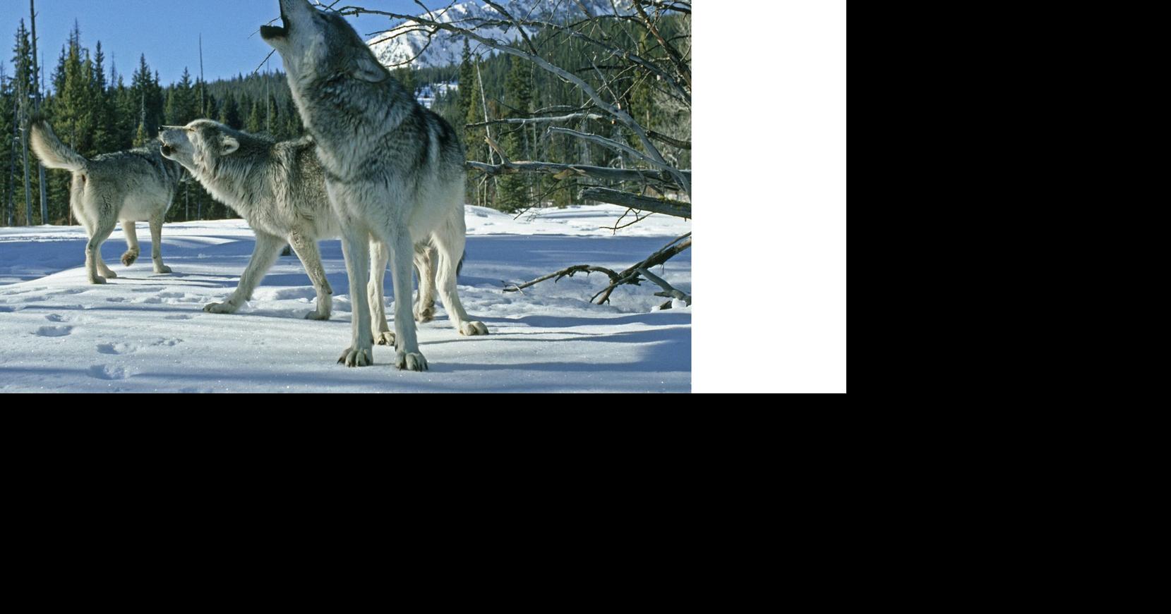 Researcher to discuss 'secret language of wolves'