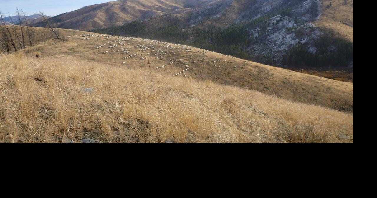 Study underway to test sheep grazing’s impact on invasive cheatgrass ...