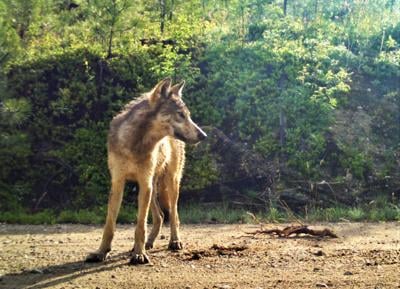 20-09-11 wolves courtesy 3 WF.jpg