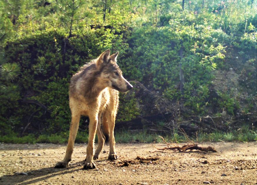 Image result for pictures of Wolf and Dog on Treacherous Mountain