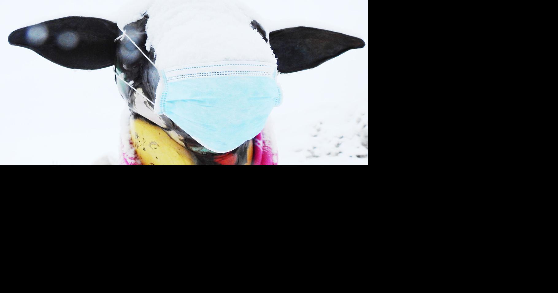 Hailey extends mask mandate by 30 days Hailey