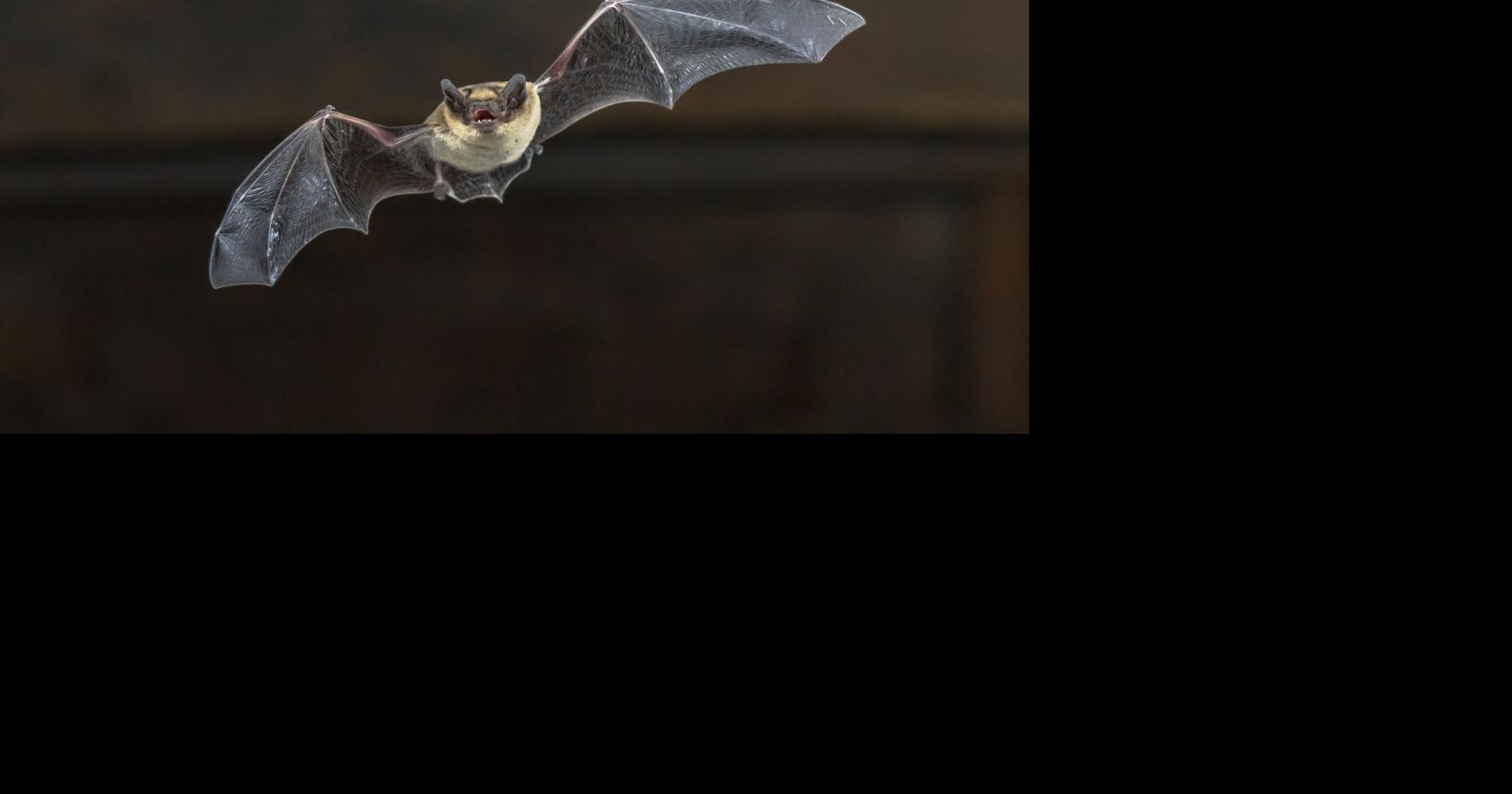 Blaine County bat tests positive for rabies Health District advises people to stay alert and vaccinate pets