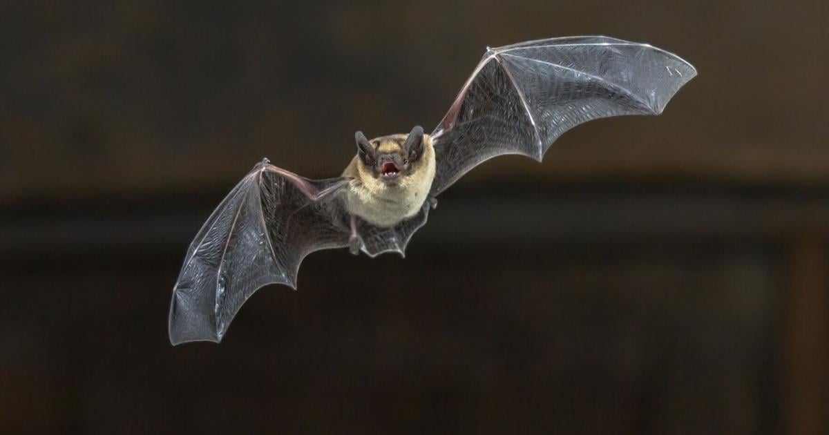 Blaine County bat tests positive for rabies Health District advises people to stay alert and vaccinate pets