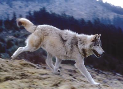 Wolf hunting/trapping