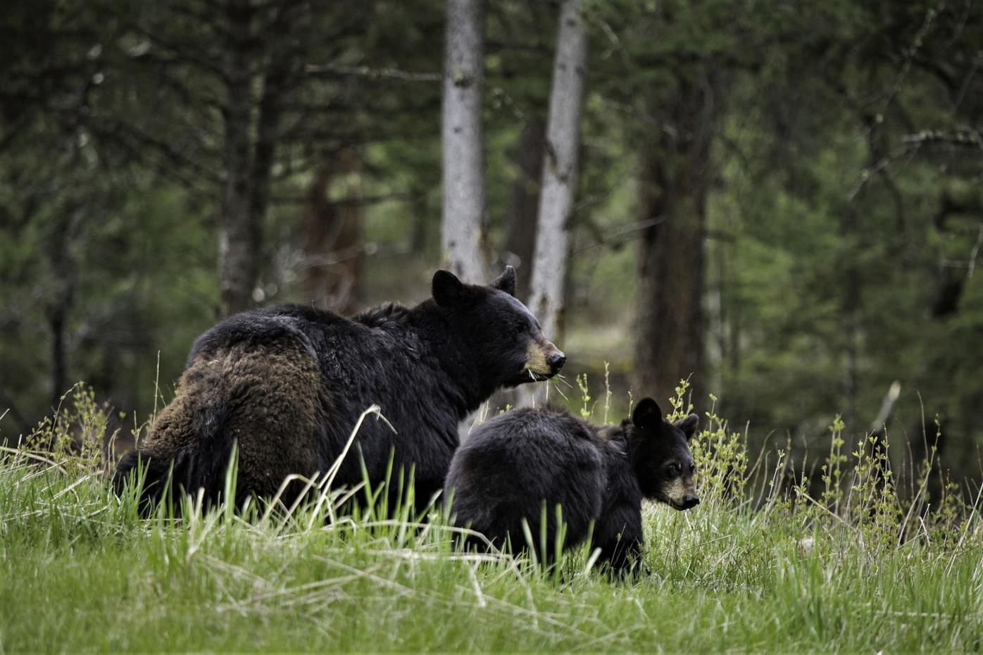 Sawtooth National Recreation Area Requires Bear Proof Food Storage Environment Mtexpress Com Sawtooth National Recreation Area Requires Bear Proof Food Storage Environment Mtexpress Com
