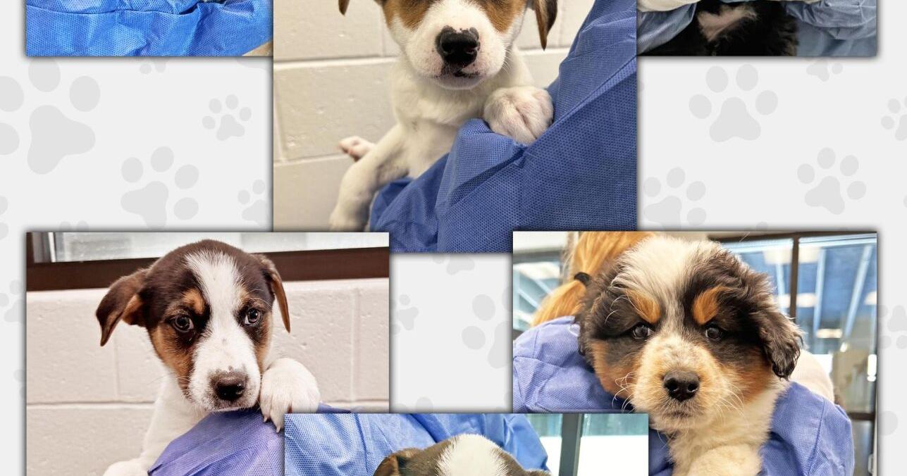 Mountain Humane rehabilitating ill puppies - Vimarsana News
