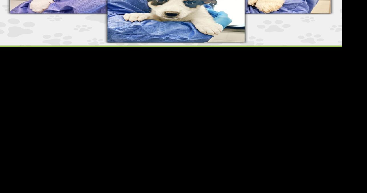 Mountain Humane rehabilitating ill puppies | Community | mtexpress.com