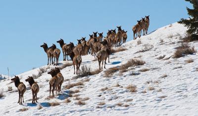 herd of elk (copy)