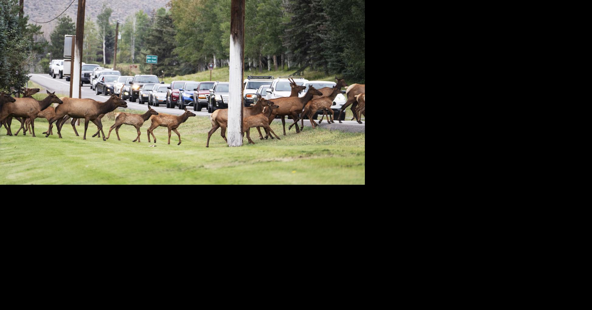 Experts to discuss wildlife collisions on Highway 75