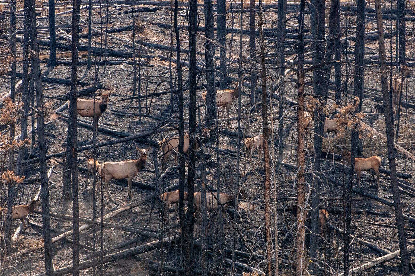 Wildfires, wildlife conflicts made front pages in 2024