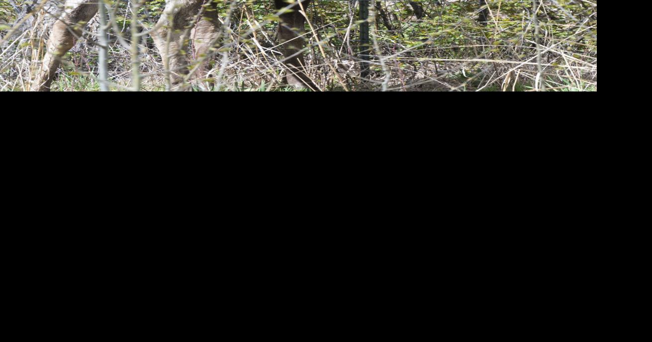A Moose Munches Midvalley | Features | mtexpress.com