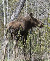 A Moose Munches Midvalley