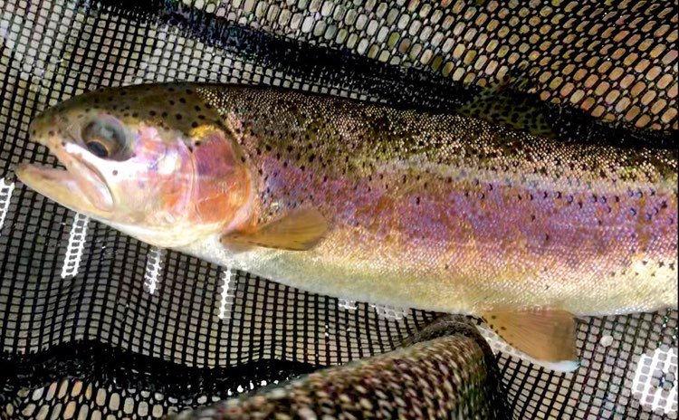 Fish Rescue Saves 1 000 Trout In Bellevue News Mtexpress Com