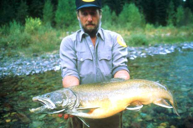 Recovery Plan Released For Bull Trout Environment Mtexpress Com
