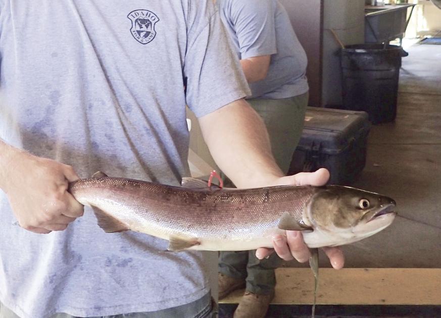 Salmon return looks promising, F&G says Environment