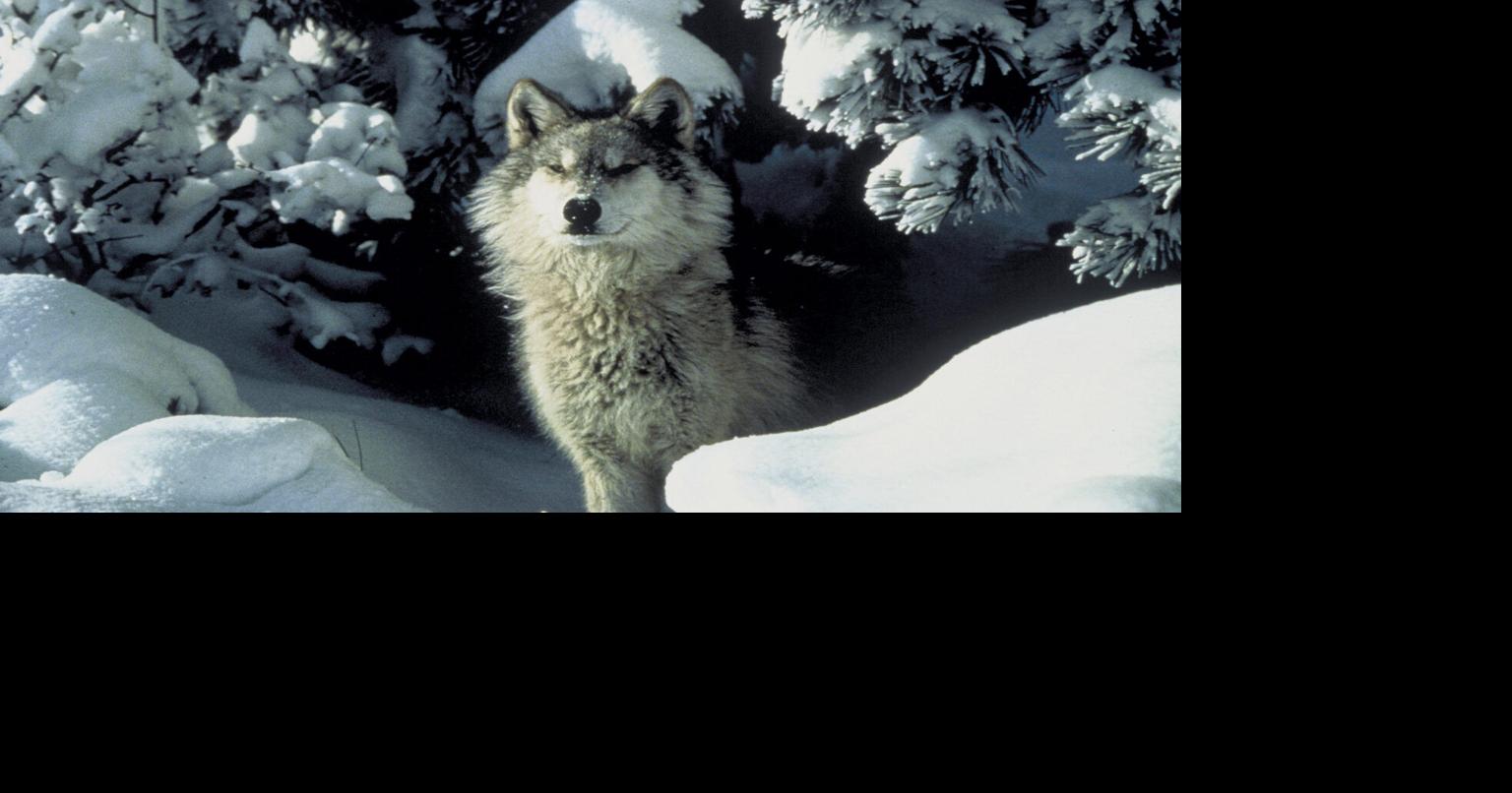 Idaho Fish and Game revises and increases 2023 wolf population estimate