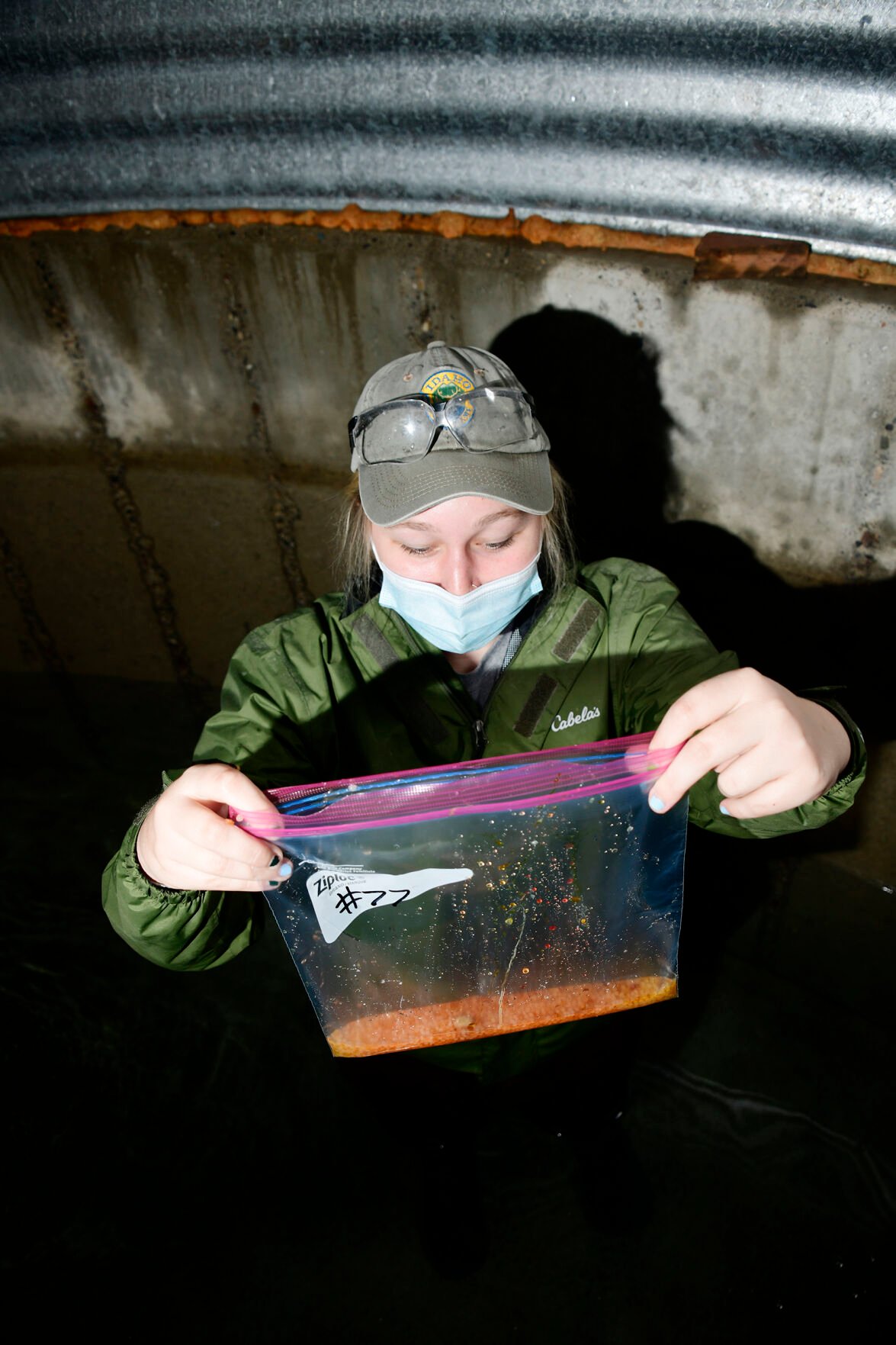 Fish and Game looks to improve alpine fisheries with 'supermale' brook