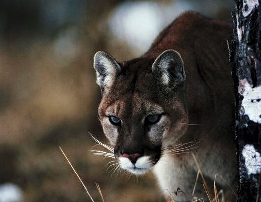 F&G: Mountain lion incidents could increase with heavy snow | Environment |  