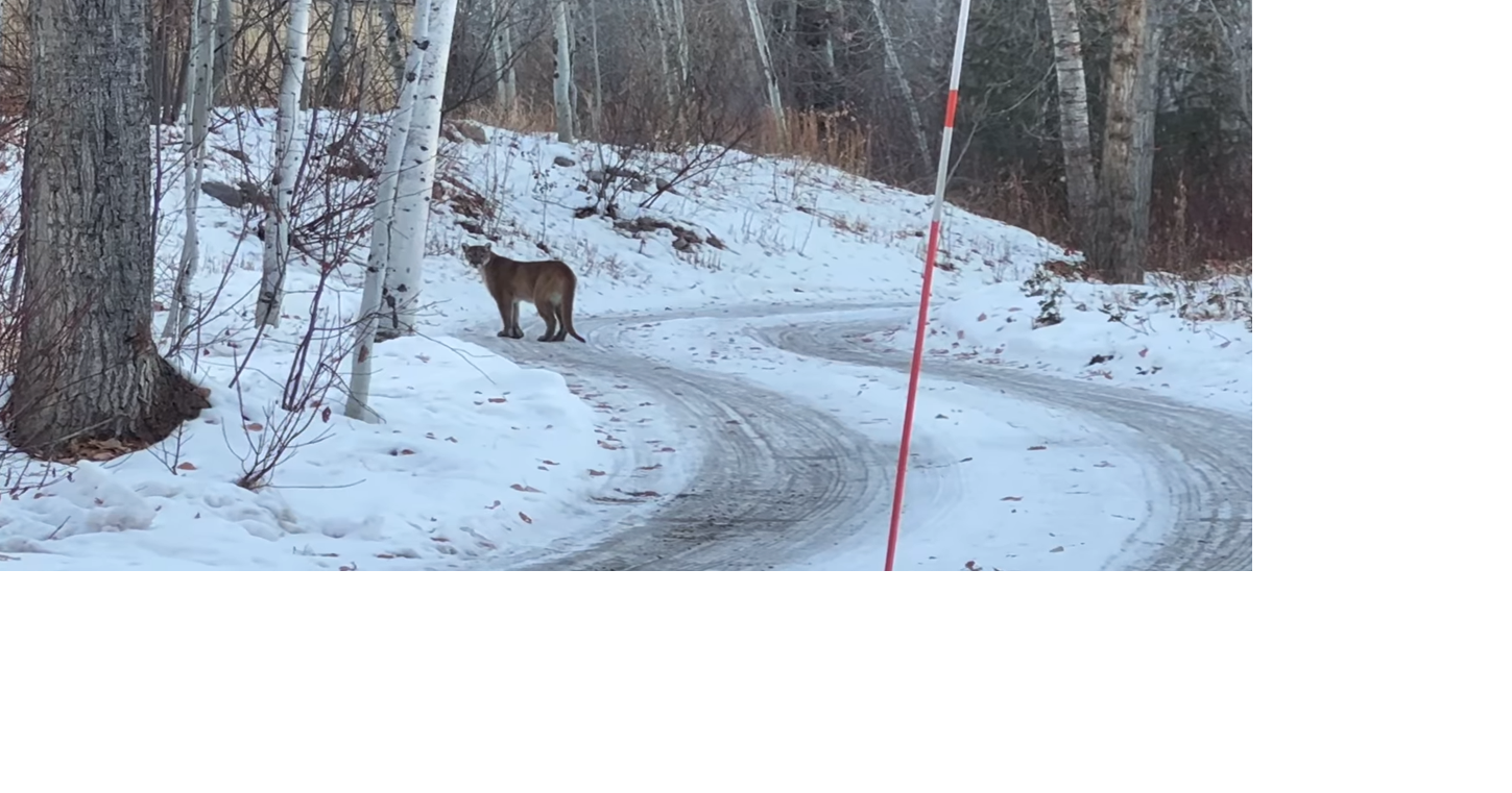 Fish and Game kills mountain lion in Cold Springs | Environment