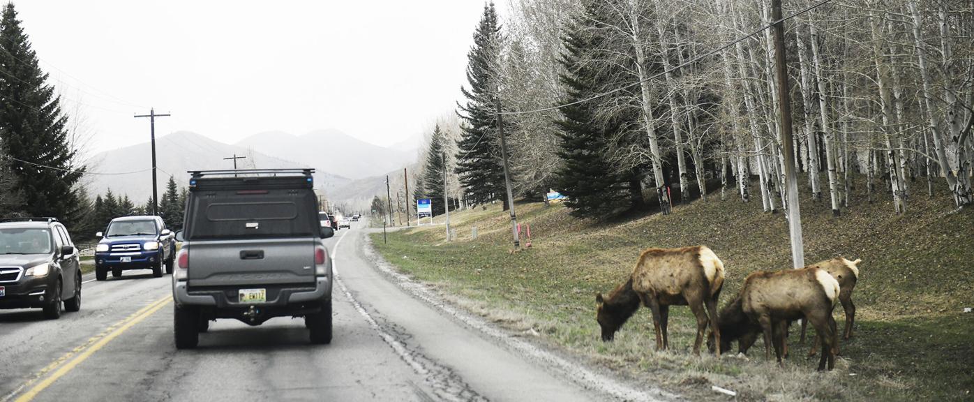 Elk on road in 75