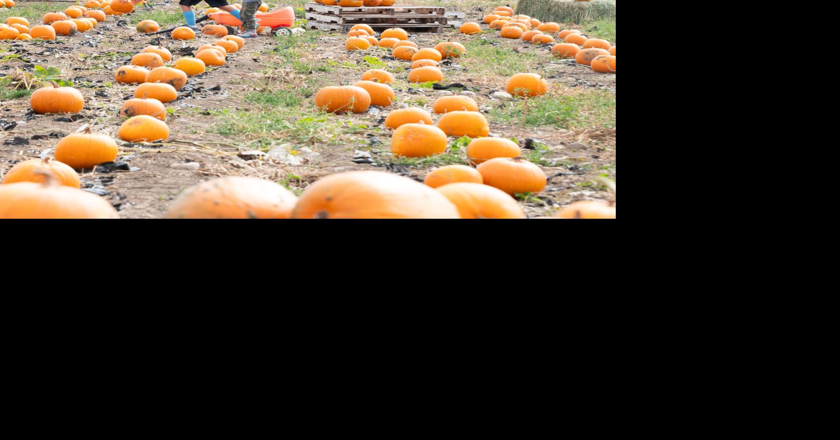 Celebrate Fall With A Trip To A Pumpkin Patch Wood River Journal