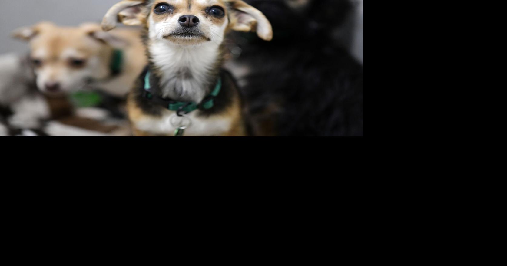 Mountain Humane holding Hikin' Buddies program for the summer | Special ...