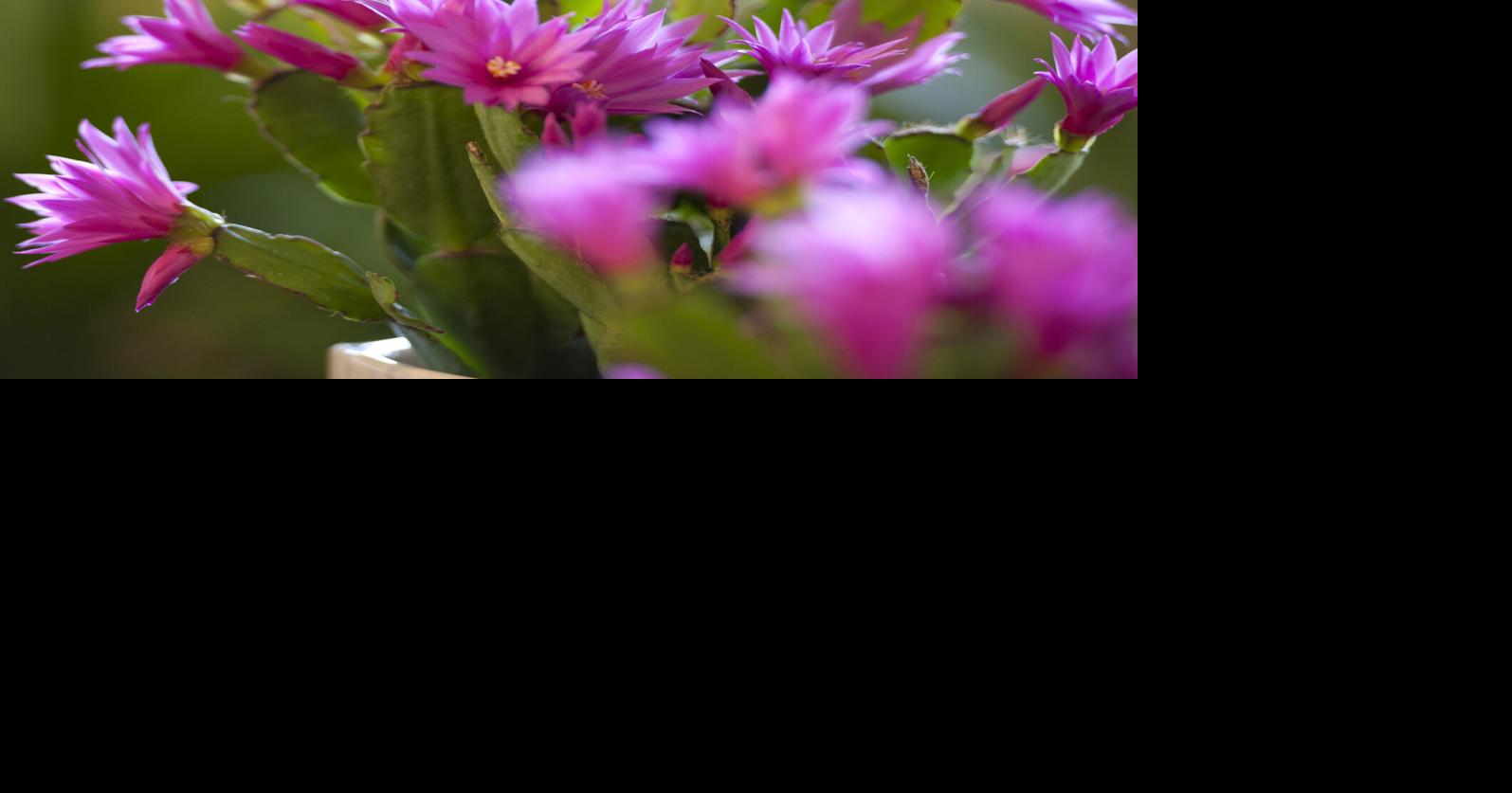 Local herbalist to host third wellness workshop