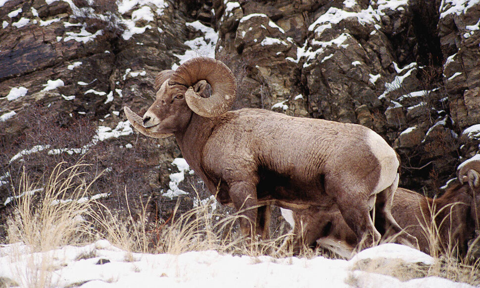 F&G proposes expanded moose, mountain goat hunts - Vimarsana News