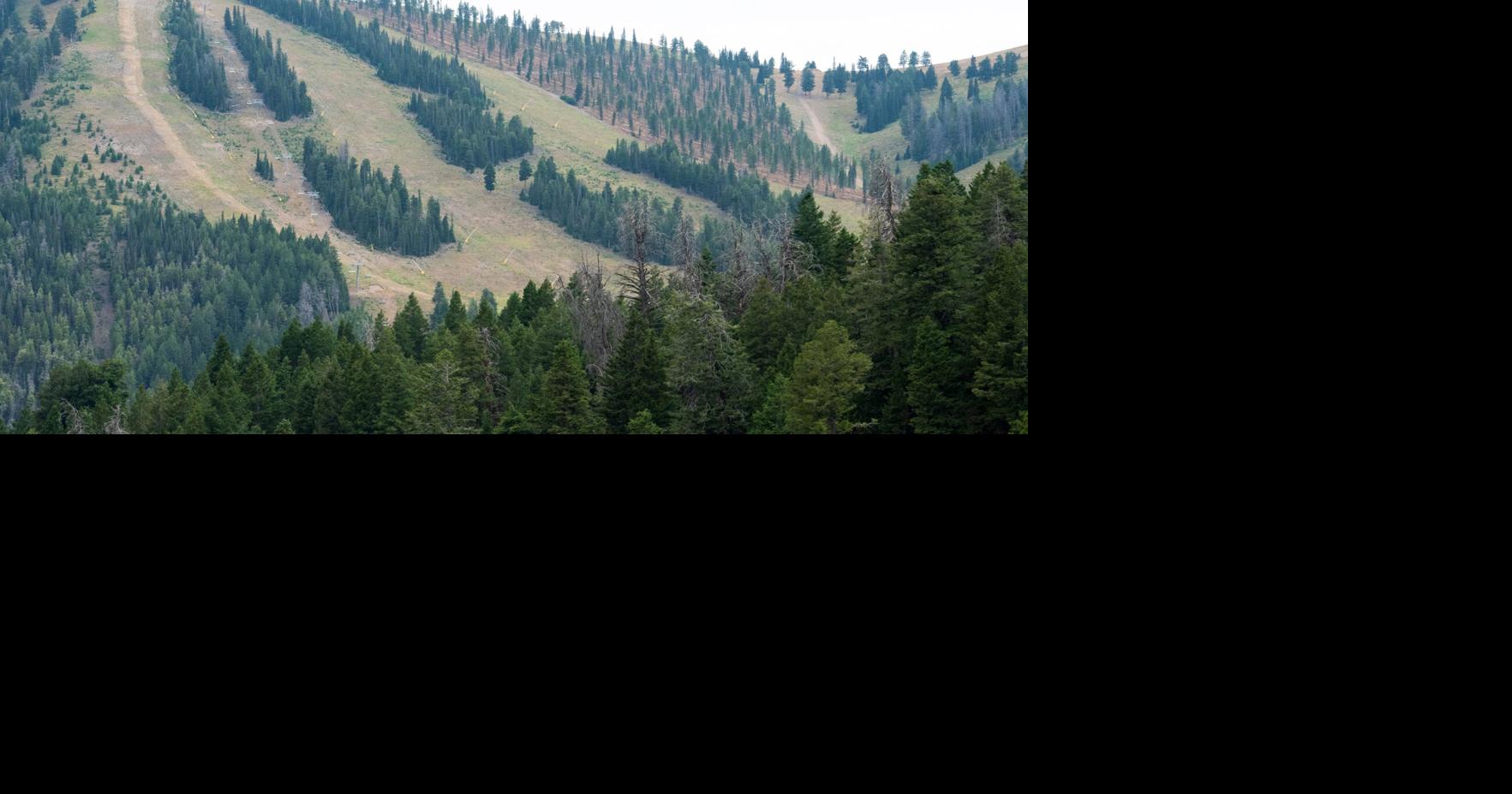 On Baldy, forest project is an ‘all-hands effort’