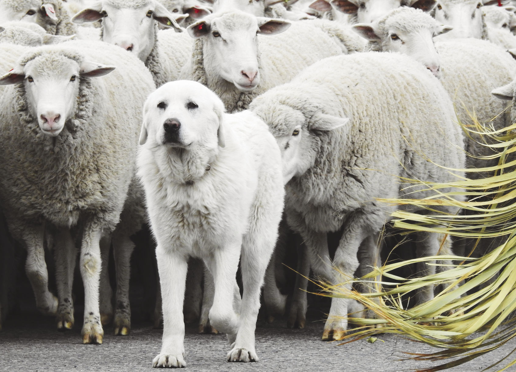 great pyrenees guard sheep