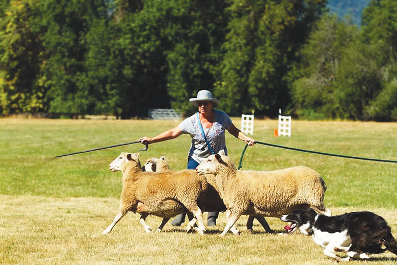 sheepdog riding sheep