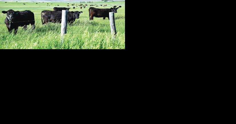 Avian flu detected at Idaho dairy - Vimarsana News