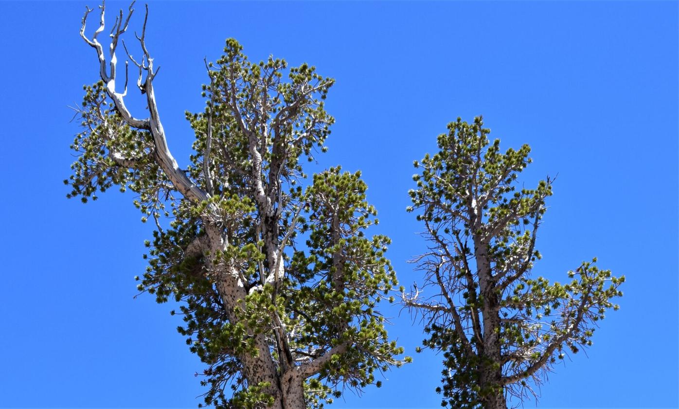 Whitebark pine