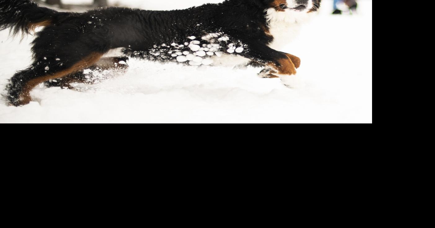 Vets yet to document cases of mysterious dog illness | Health
