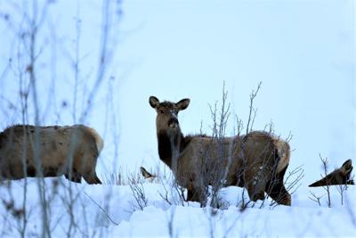 Idaho Fish Game Kill More Than 200 Elk News Mtexpress Com