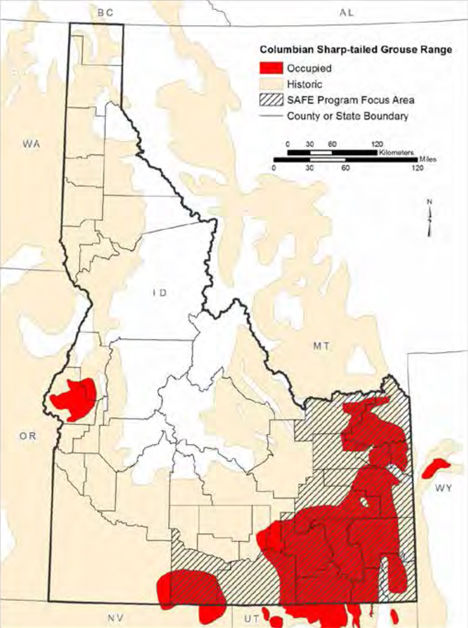 Fish and Game releases sharp-tailed grouse plan | Environment ...