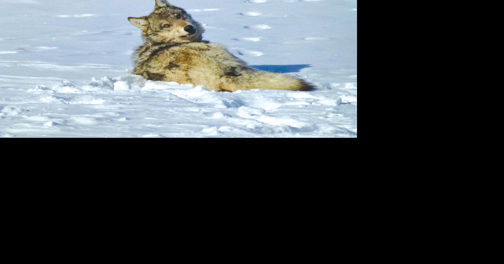 Groups prepare to sue Idaho over new wolf hunting laws Environment