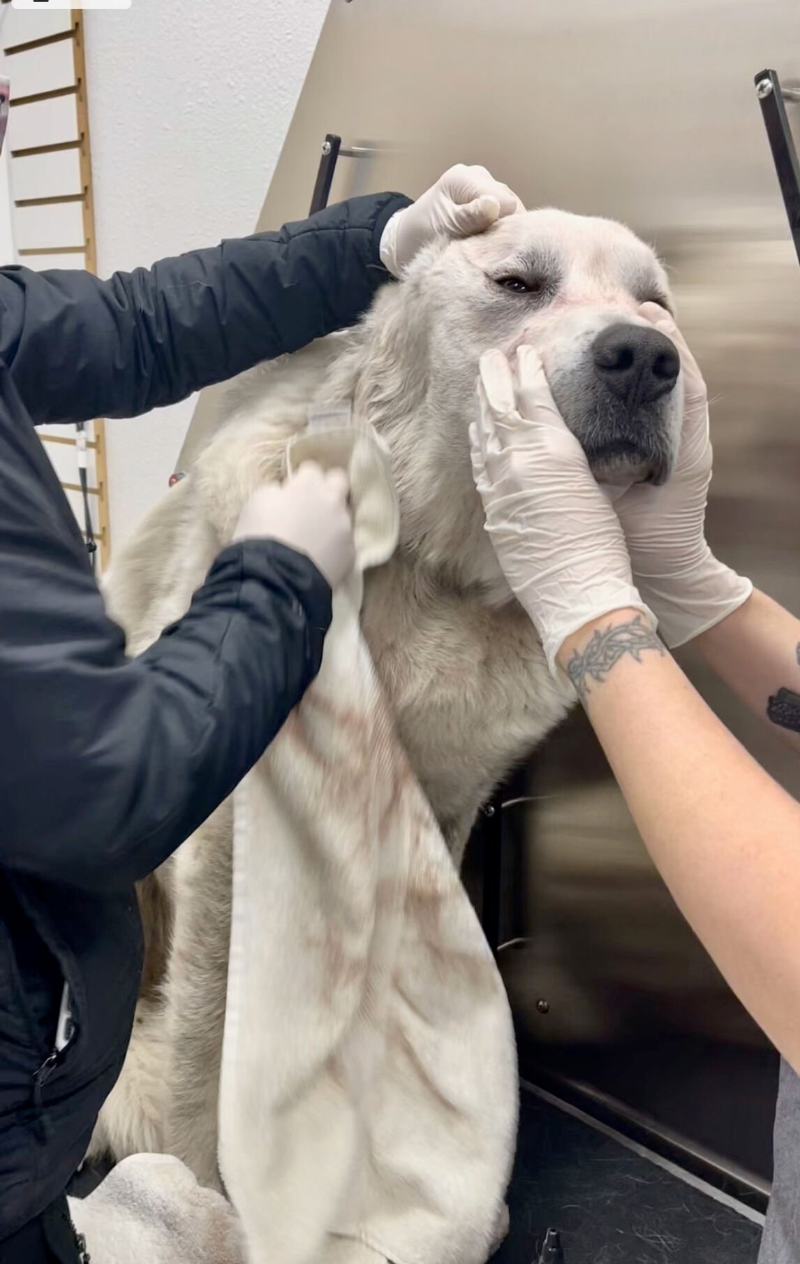 Great pyrenees kills store wolf