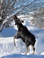 Moose attack sends Ketchum woman to the hospital