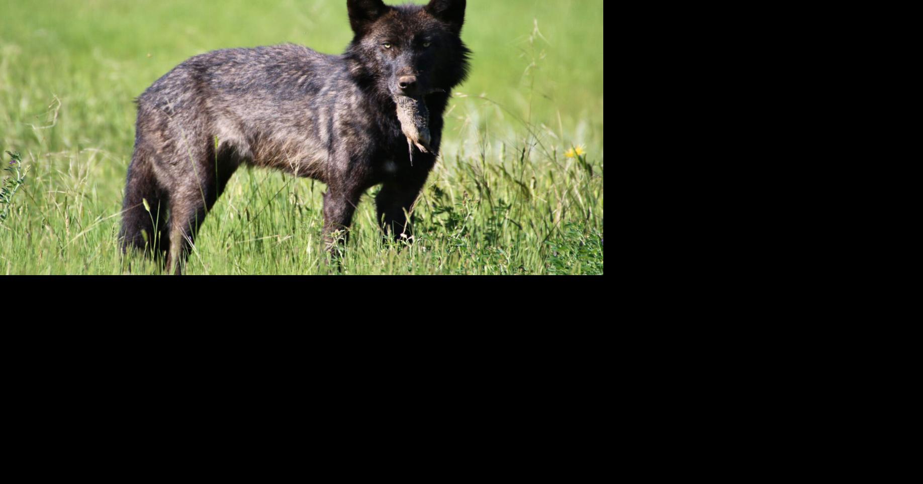 F&G: Despite hunt expansion, Idaho’s gray wolf population remains ...