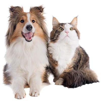 Dog & Cat