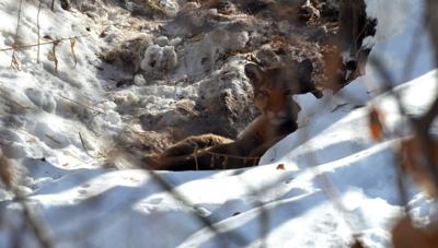 Mountain Lion Snow