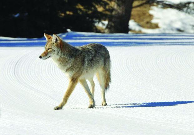 Wildlife Services Study Proposes Few Changes Environment