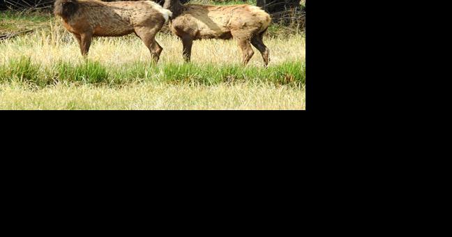 Hailey council to discuss wildlife feeding ban, 2024 budget - Vimarsana News