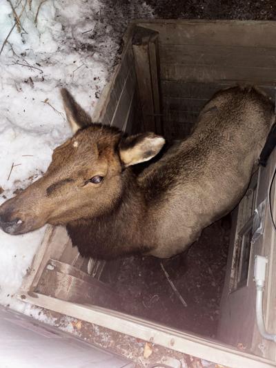 Hailey elk rescue