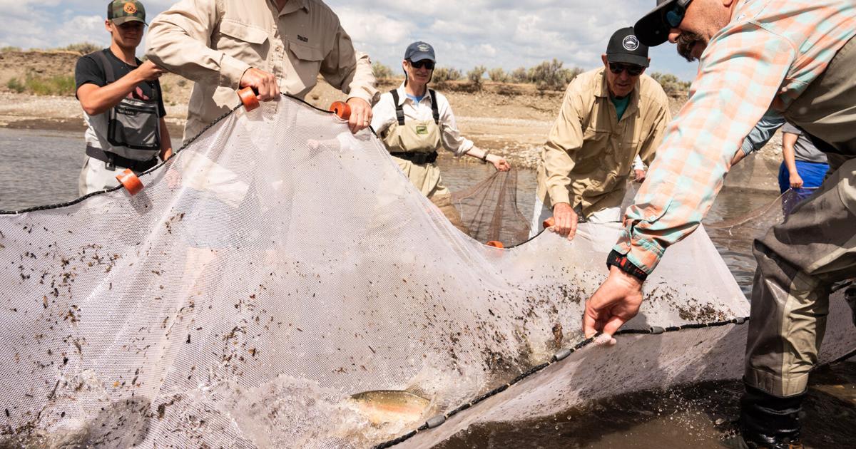 Mem Fish Rescue Volunteers rescue over 1,000 stranded fish near Bellevue | Bellevue ...