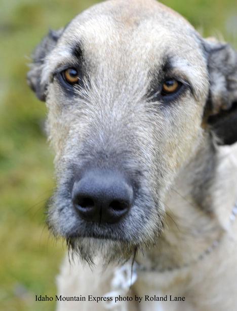 Scotch Pines Dog Training Scotch Pines Dog Training