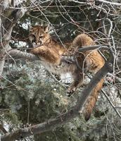 Daytime mountain lion activity continues in East Hailey